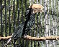 male-bird-for-sale-in-newhall-ca