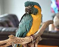 blue-throat-macaw-for-sale-in-orlando-fl