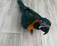 quiet-blue-throat-macaw-for-sale