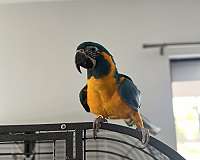 blue-throat-macaw-for-sale