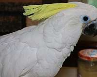 triton-cockatoo-for-sale-in-saint-paul-mn