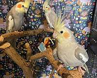 homing-bird-for-sale-in-fort-worth-tx