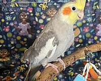 cockatiel-for-sale
