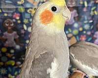 cinnamon-cockatiel-for-sale