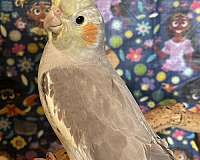 cockatiel-for-sale-in-fort-worth-tx