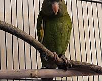 blue-yellow-conure-for-sale