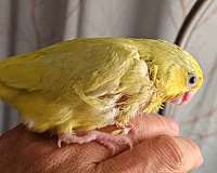 pacific-parrotlet-for-sale-in-homestead-pa