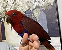solomon-island-eclectus-parrots-for-sale-in-appomattox-va