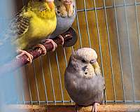 budgerigar-parakeet-for-sale-in-pace-fl