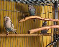 budgerigar-parakeet-for-sale