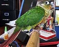 green-cheek-conure-for-sale-in-draper-va