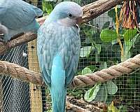 quaker-parrots-for-sale