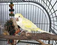 blue-quaker-parrots-for-sale