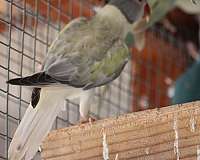 ringneck-parakeet-for-sale-in-yucaipa-ca