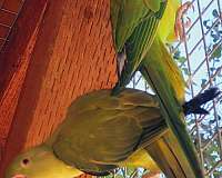 bonded-pair-bird-for-sale-in-yucaipa-ca