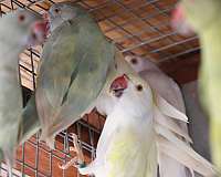 young-bird-for-sale-in-yucaipa-ca
