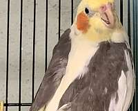 pied-white-bird-for-sale-in-center-valley-pa