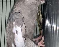 female-pied-white-bird-for-sale
