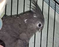 cockatiel-for-sale