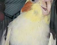 cockatiel-for-sale-in-center-valley-pa