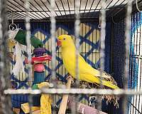 parakeet-for-sale-in-belair-md