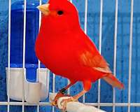 red-factor-canary-for-sale