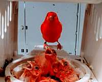red-bird-for-sale