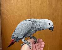 congo-african-grey-parrot-for-sale