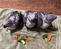 large-congo-african-grey-parrot-for-sale