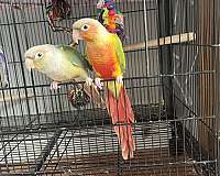 parrotlet-for-sale