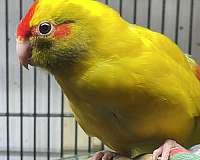 pied-yellow-bird-for-sale-in-zuni-va