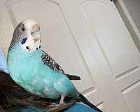 bonded-pair-bird-for-sale-in-livonia-mi