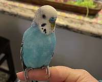 male-female-bird-for-sale-in-livonia-mi