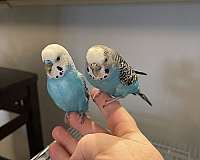 parakeet-for-sale