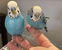 parakeet-for-sale-in-livonia-mi