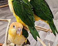 white-bellied-caique-for-sale-in-irving-tx