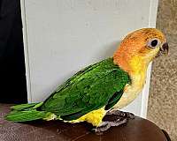 caique-white-bellied-caique-for-sale-in-irving-tx