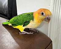 playful-tame-caique-white-bellied-caique-for-sale