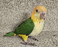 white-bellied-caique-for-sale