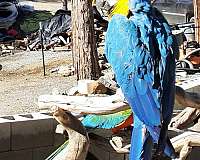 blue-yellow-bird-for-sale-in-el-dorado-hills-ca