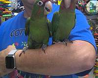 pet-mitred-conure-for-sale