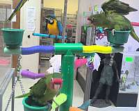 playful-mitred-conure-for-sale