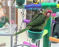 talking-mitred-conure-for-sale