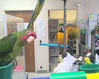 mitred-conure-for-sale