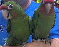 exotic-mitred-conure-for-sale