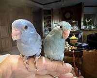 pastel-bird-for-sale-in-okla-city-ok