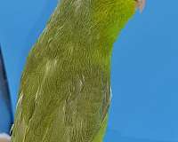 pacific-parrotlet-for-sale