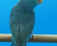 pacific-parrotlet-for-sale-in-new-york-ny