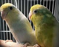 young-pacific-parrotlet-for-sale