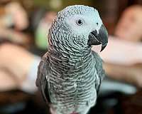 african-grey-parrot-for-sale